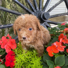 Poodle Puppy Seth