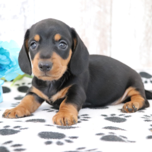 Dachshund Puppy Ozzie