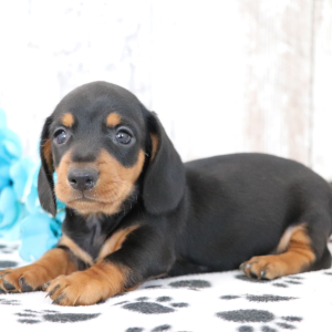 Dachshund Puppy Ozzie