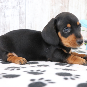Dachshund Puppy Ozzie