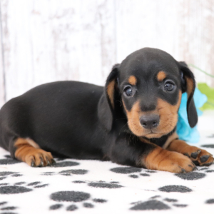 Dachshund Puppy Ozzie
