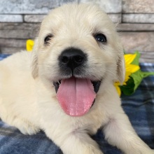 Golden Retriever Puppy Louis