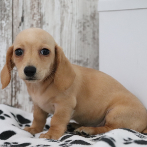 Dachshund Puppy Gemma
