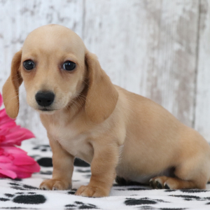 Dachshund Puppy Gemma