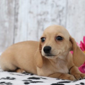 Dachshund Puppy Gemma