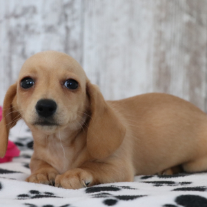 Dachshund Puppy Gemma