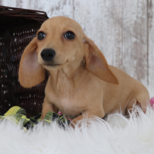 Dachshund Puppy Gemma