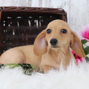 Dachshund Puppy Gemma