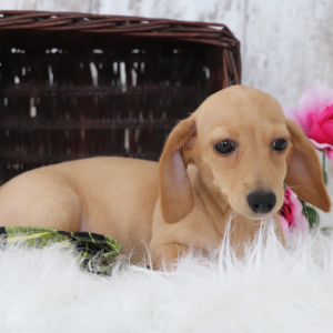 Dachshund Puppy Gemma