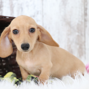 Dachshund Puppy Gemma