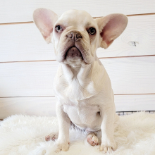 French Bulldog Puppy Honey Bear