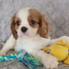 Cavalier King Charles Spaniel Puppy Ty