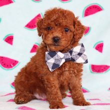 Poodle Puppy Orval