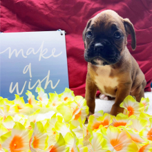Boxer Puppy Emmi Yours