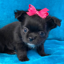 Chihuahua Puppy Simone