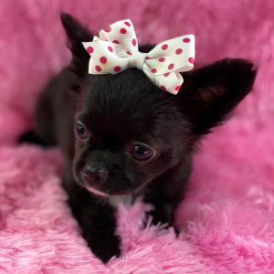 Chihuahua Puppy Simone