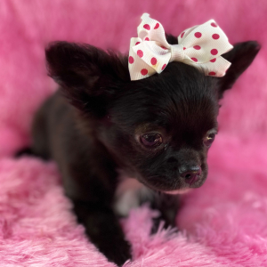 Chihuahua Puppy Simone