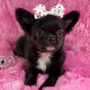 Chihuahua Puppy Simone