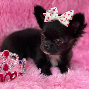 Chihuahua Puppy Simone