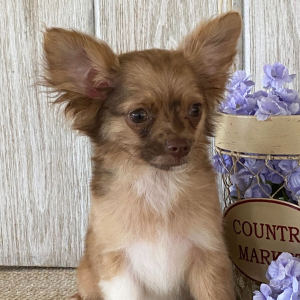 Chihuahua Puppy Hugo