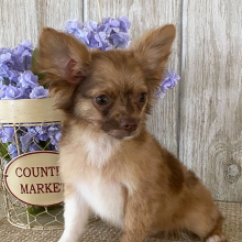 Chihuahua Puppy Hugo