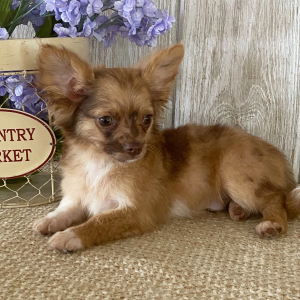 Chihuahua Puppy Hugo