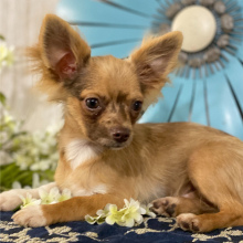 Chihuahua Puppy Hugo