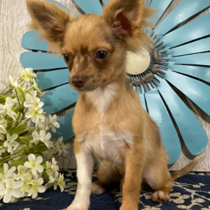 Chihuahua Puppy Hugo