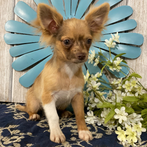 Chihuahua Puppy Hugo