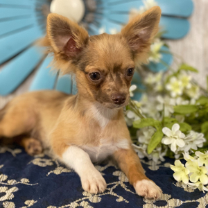 Chihuahua Puppy Hugo