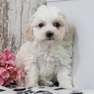 Maltipoo Puppy Keely
