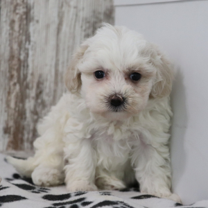 Maltipoo Puppy Keely