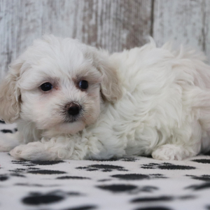 Maltipoo Puppy Keely
