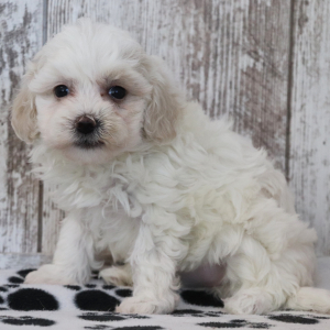 Maltipoo Puppy Keely
