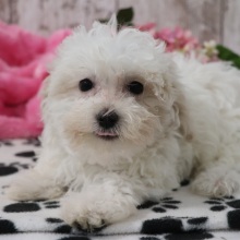 Maltipoo Puppy Keely