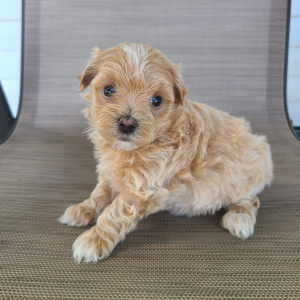 Maltipoo Puppy Kelsey
