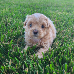 Maltipoo Puppy Kelsey
