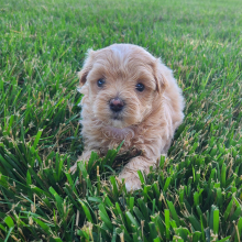 Maltipoo Puppy Kelsey