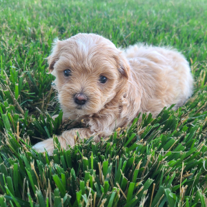 Maltipoo Puppy Kelsey