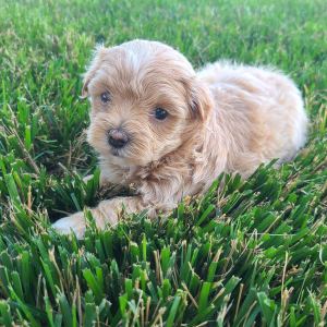 Maltipoo Puppy Kelsey