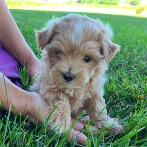 Maltipoo Puppy Kelsey