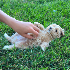 Maltipoo Puppy Kelsey