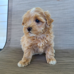 Maltipoo Puppy Kelsey