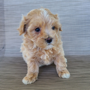 Maltipoo Puppy Kelsey