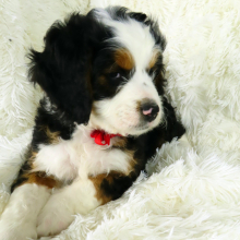 Bernedoodle Puppy Gabriel