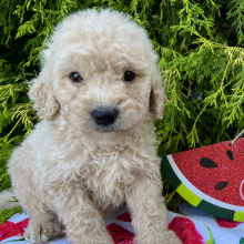 Labradoodle Puppy Archie