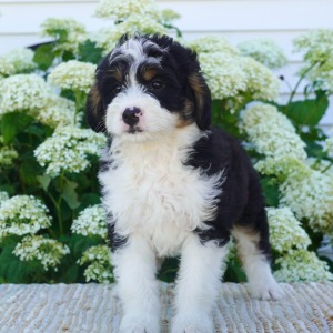 Bernedoodle Puppy Zoey