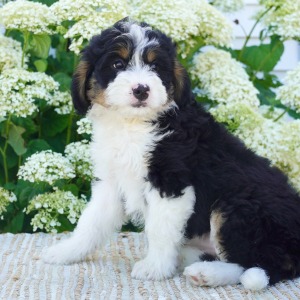 Bernedoodle Puppy Zoey