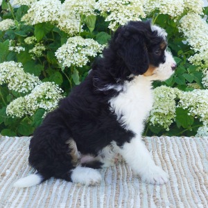 Bernedoodle Puppy Zoey