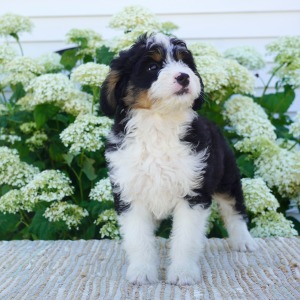 Bernedoodle Puppy Zoey